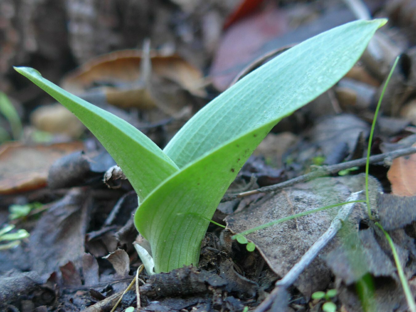 High Resolution Piperia elongata Leaf